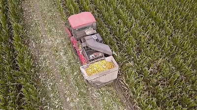 1021.25公斤！ 青岛今年玉米实测亩产最高纪录出炉 全市平均单产有望创历史新高