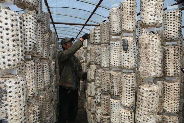 黑龙江饶河县：全力打造