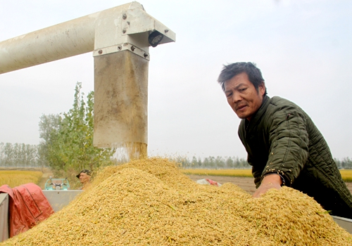 郯城县杨集镇：“稻米之乡”迎来丰收季