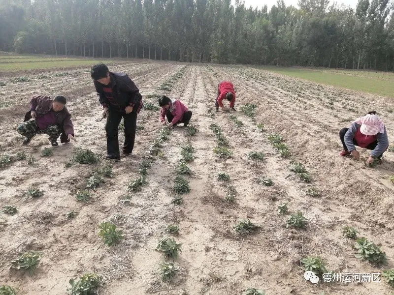 “小”三七“大”作用—抬头寺镇解庄村合作社带动村集体增收
