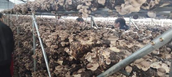 又是一年丰收季 河南南召乔端镇小香菇种出大产业