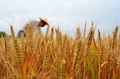 安徽加快推进秋种结构调整 2亿元资金支持优质专用小麦生产