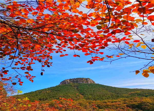 抱犊红叶美，赏景正当时