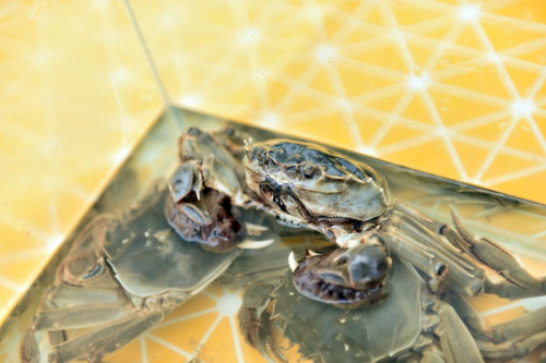 洪安蟹宴品鉴游园会上线