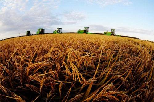 “粮丰”项目助力安徽粮食丰产增效