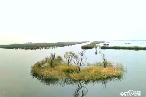 山东东平：挪穷窝 创新业 生态“绿色”点亮发展“金色”