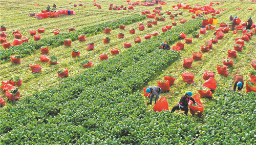 安徽蒙城县“菜园子”直供上海“菜篮子”