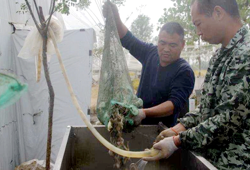 郯城杨集镇旺程家庭农场：稻花香 蛙儿肥