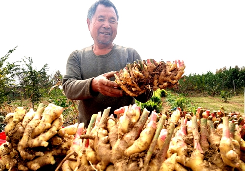 郯城县马头镇：立冬将至农民忙收姜