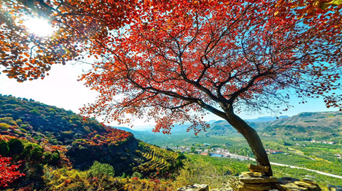 山河秋色，很临沂！