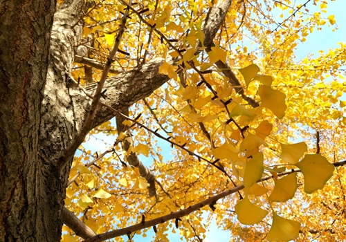 郯城：又到银杏叶儿黄