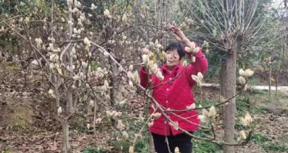 辛夷树成为河南南召群众脱贫致富的“摇钱树”
