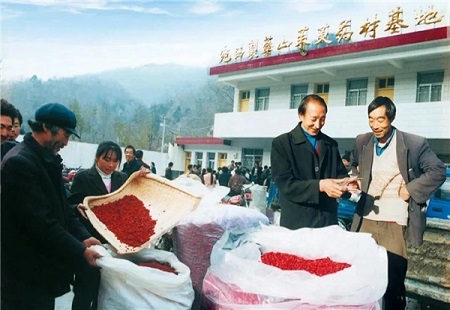 小小山茱萸 富民大产业——仲景宛西制药 “加盟”药农“旱涝保收”