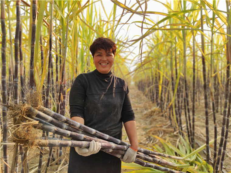 南蔗北种 拓宽致富路