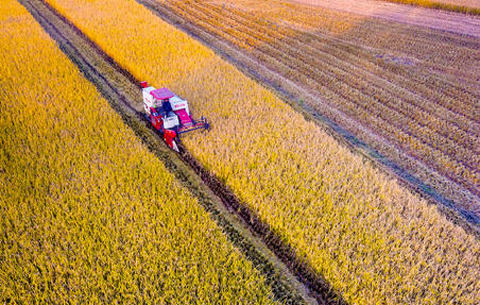 安徽各地秋种基本结束 完成播种面积约5600万亩