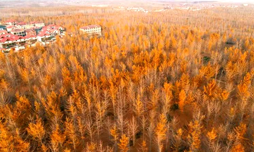 山东郯城：银杏“披金”美如画（航拍组照）