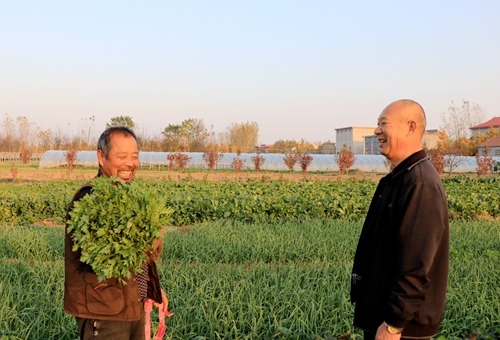 郯城县高峰头镇：魏园村种出“招牌菜”