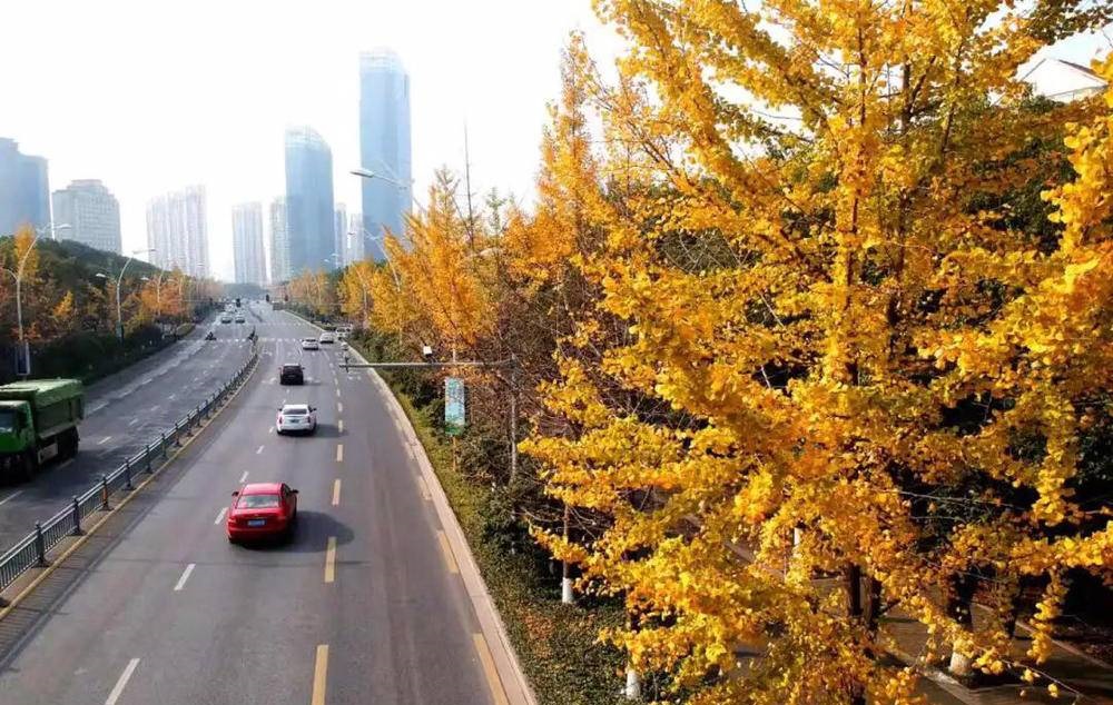 苏州上演“落叶景观大片”