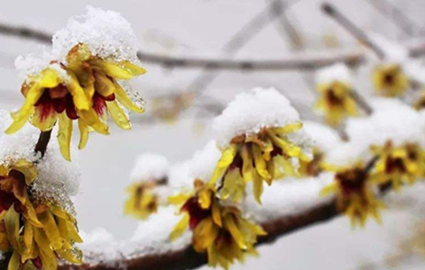 安徽省减灾办下发通知：应对雨雪天气 做好防灾减灾