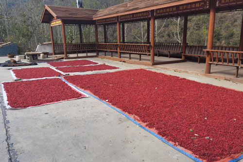 河南省南召县 3000余户药农系上产业增收“保险带”