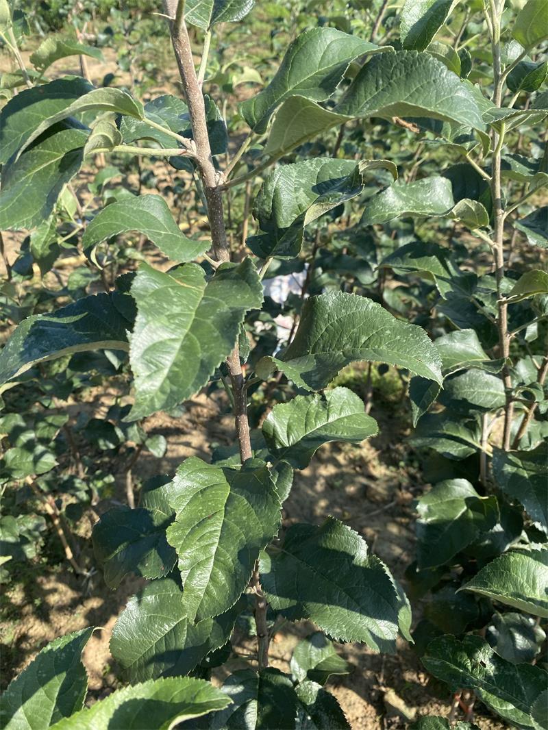 “秦脆”苹果苗木在山东临沭大面积繁育 它曾被专家誉为一个能成为世界上最好的品种 