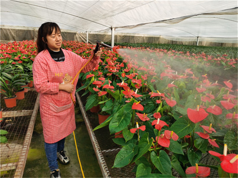 温室育花 提质增效