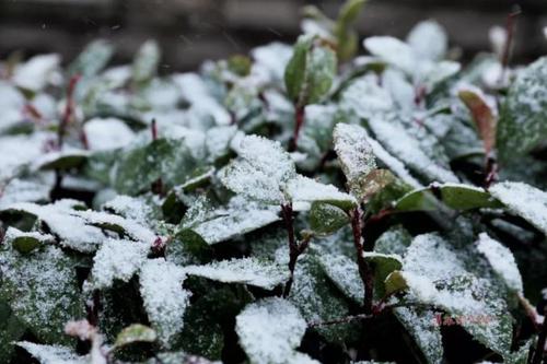 初雪“到货”，如何取暖？