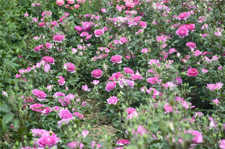 菏泽：中国玫瑰第一镇！