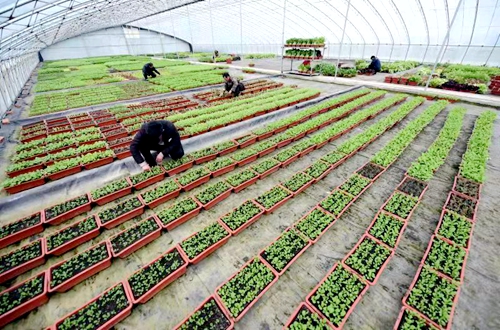 山东郯城：花盆种蔬菜保鲜又好卖（组照）