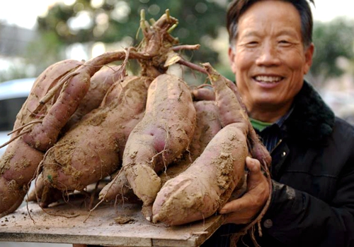 山东郯城：30斤“地瓜王”令人称奇（组照）