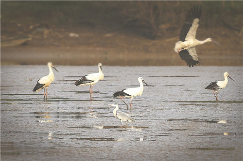 东方白鹳飞临巢湖湿地