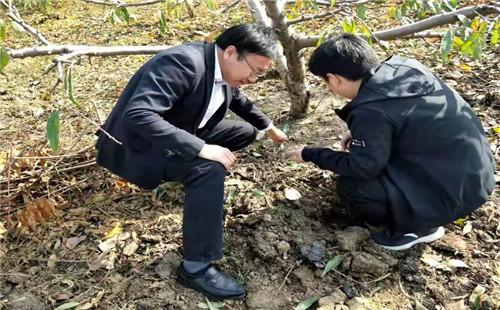 桃树下的“金宝宝”  产业振兴新引擎