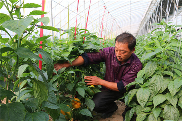 菏泽：冬暖大棚 丰收在望