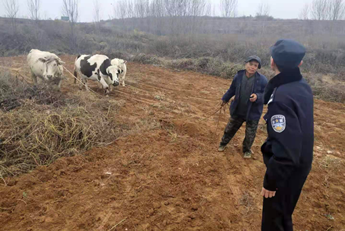 4头牛走失两省三县交界，民警步行8里路在山坳找回