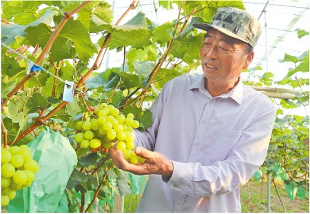 腰包鼓起来，生活越来越殷实，莱西市沟东新村—— 葡萄架下，生活“蝶变”