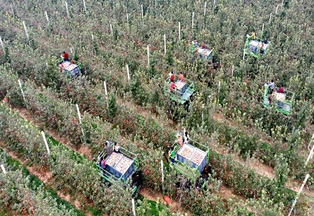 “齐”心“鲁”力丨山东阳谷：“憨支部”带出小康村