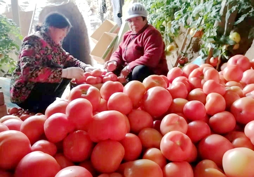 郯城县杨集镇：大棚西红柿成为农户“增收果”