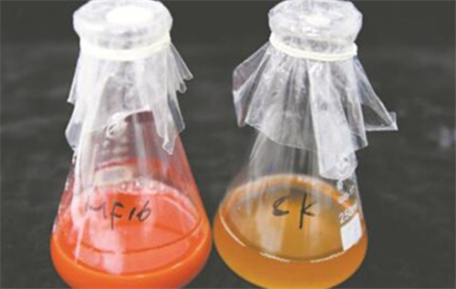“科学岛”研制出新型纳米硒肥