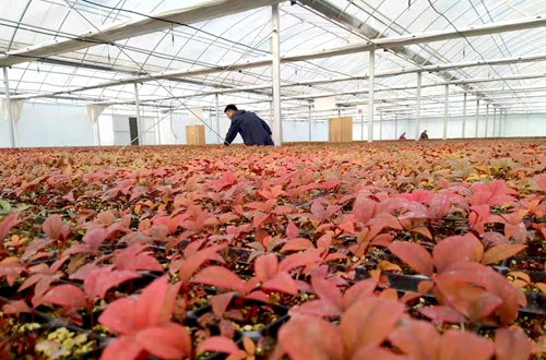 郯城县泉源镇:创新农业发展新模式打造“多彩”产业