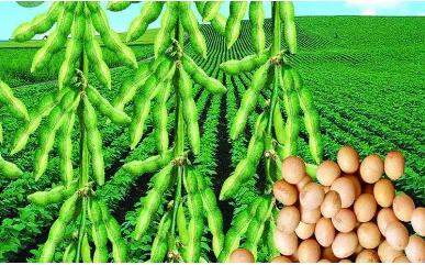 解锁“芯片”密码 我国种业创新迈出坚实步伐