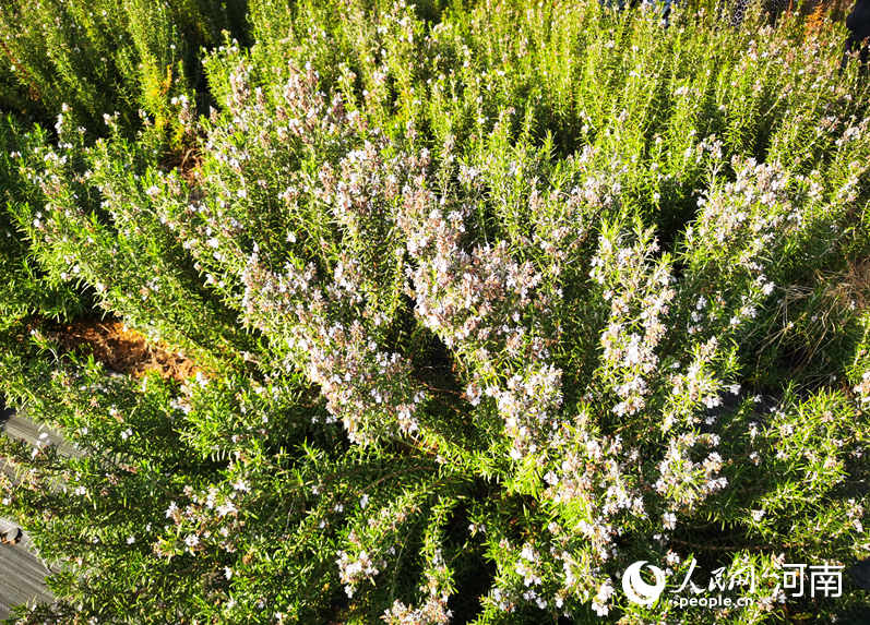 河南淅川：特色产业保水清民富