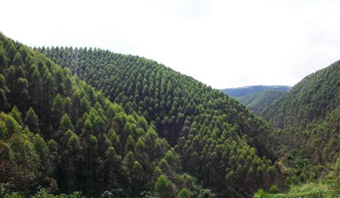 广西林业累计带动120余万脱贫人口稳定增收