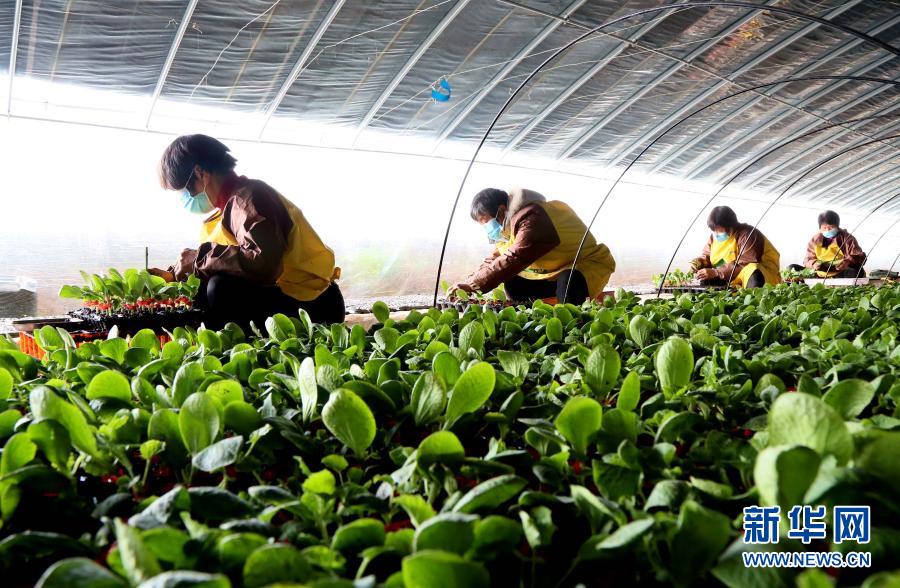 河南汝阳：寒冬人不闲 温棚育苗忙