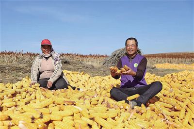 兴安盟突泉县:金灿灿的日子