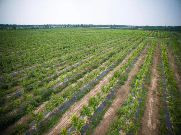 乐陵市农业局喊话：2021年，我们这么干