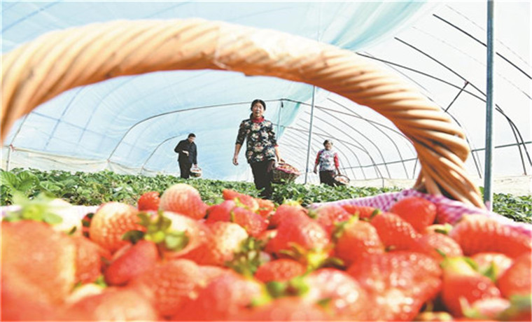 冬日草莓别样红