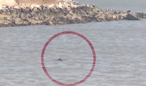 长江太仓段新年首现江豚！