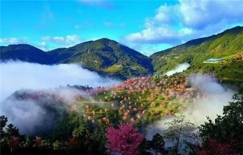 新“茶马古道”：普洱泛绿玉叶香