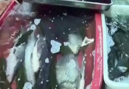 常州一超市销售的鲫鱼抗生素超标 被罚2万元