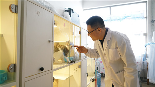 全国高校首例！克隆猫在青岛农业大学降生